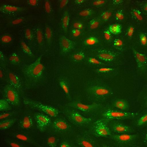  NCBI Organism:Homo sapiens; Cell Components:nucleus, ; Biological process:cellular localization