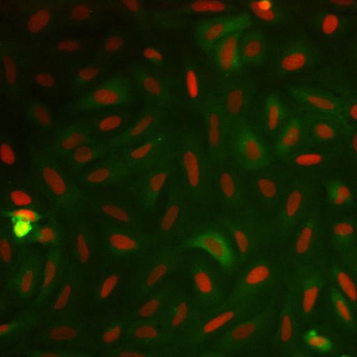  NCBI Organism:Homo sapiens; Cell Components:nucleus, ; Biological process:cellular localization