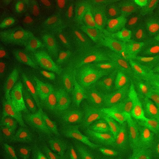  NCBI Organism:Homo sapiens; Cell Components:nucleus, ; Biological process:cellular localization