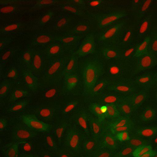  NCBI Organism:Homo sapiens; Cell Components:nucleus, ; Biological process:cellular localization