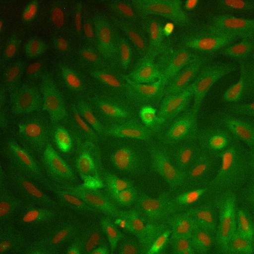  NCBI Organism:Homo sapiens; Cell Components:nucleus, ; Biological process:cellular localization