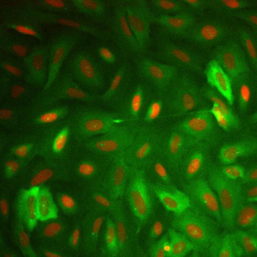  NCBI Organism:Homo sapiens; Cell Components:nucleus, ; Biological process:cellular localization