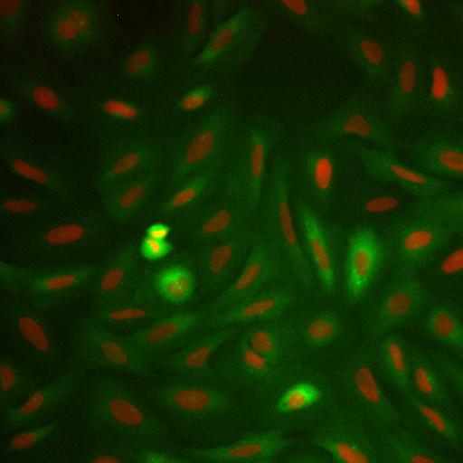  NCBI Organism:Homo sapiens; Cell Components:nucleus, ; Biological process:cellular localization