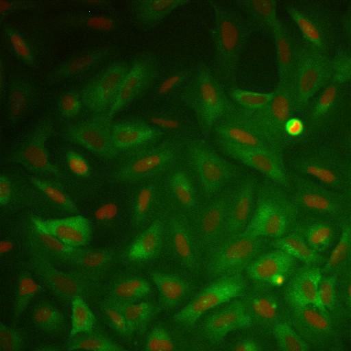  NCBI Organism:Homo sapiens; Cell Components:nucleus, ; Biological process:cellular localization