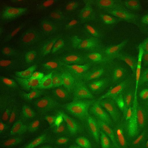  NCBI Organism:Homo sapiens; Cell Components:nucleus, ; Biological process:cellular localization