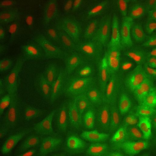  NCBI Organism:Homo sapiens; Cell Components:nucleus, ; Biological process:cellular localization