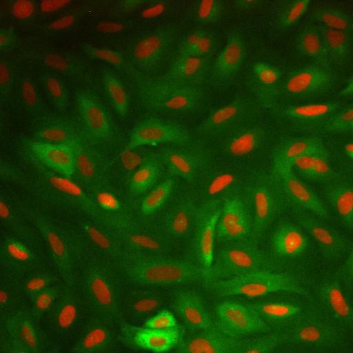  NCBI Organism:Homo sapiens; Cell Components:nucleus, ; Biological process:cellular localization