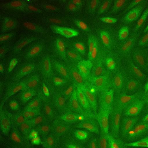  NCBI Organism:Homo sapiens; Cell Components:nucleus, ; Biological process:cellular localization