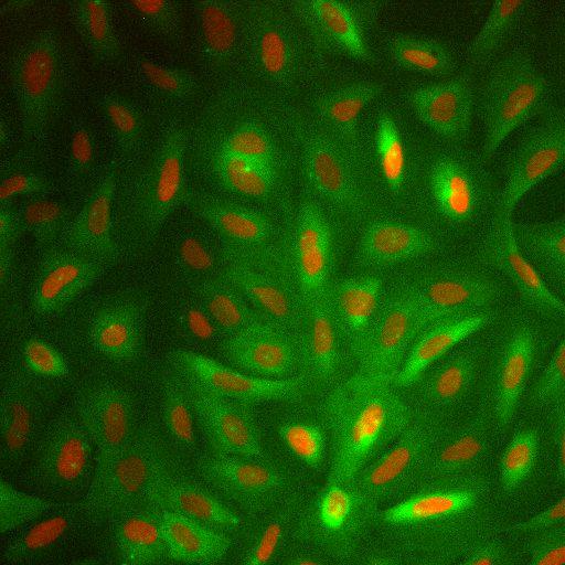  NCBI Organism:Homo sapiens; Cell Components:nucleus, ; Biological process:cellular localization