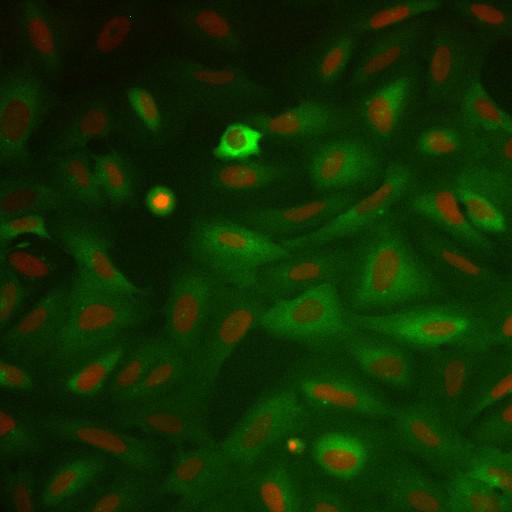  NCBI Organism:Homo sapiens; Cell Components:nucleus, ; Biological process:cellular localization