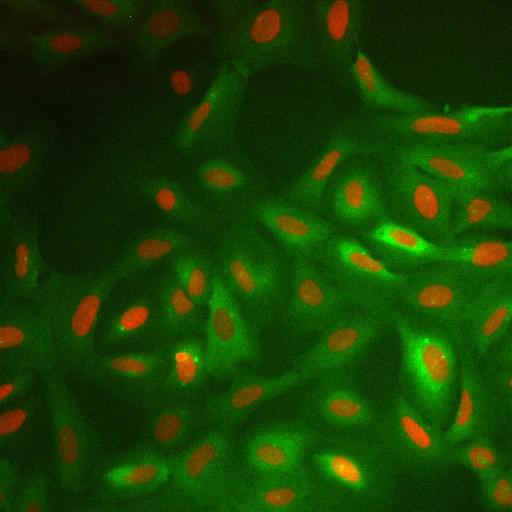  NCBI Organism:Homo sapiens; Cell Components:nucleus, ; Biological process:cellular localization