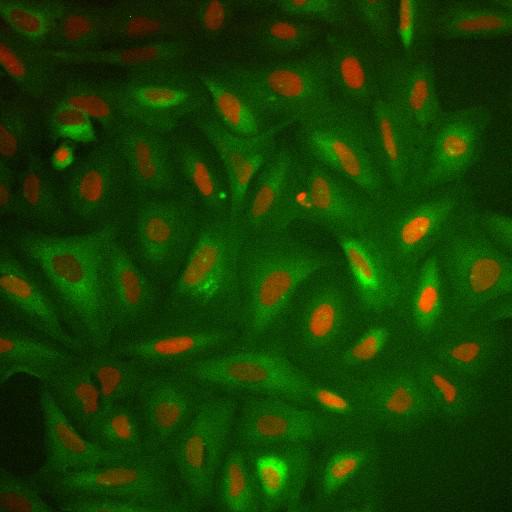  NCBI Organism:Homo sapiens; Cell Components:nucleus, ; Biological process:cellular localization