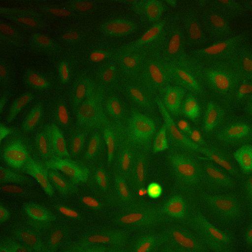  NCBI Organism:Homo sapiens; Cell Components:nucleus, ; Biological process:cellular localization