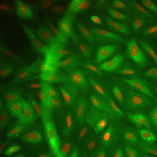  NCBI Organism:Homo sapiens; Cell Components:nucleus, ; Biological process:cellular localization