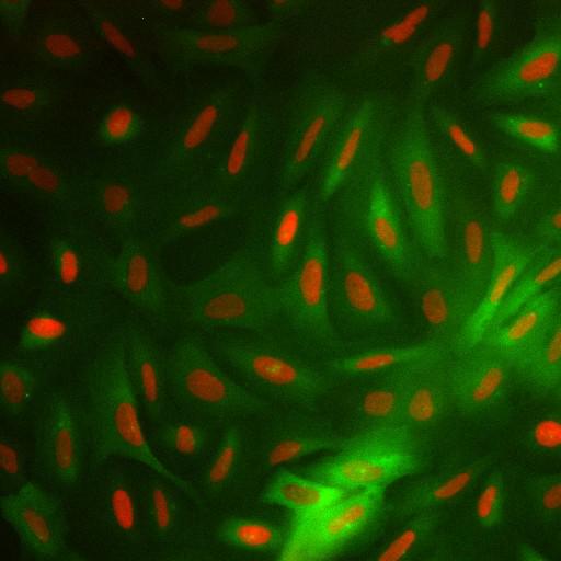  NCBI Organism:Homo sapiens; Cell Components:nucleus, ; Biological process:cellular localization