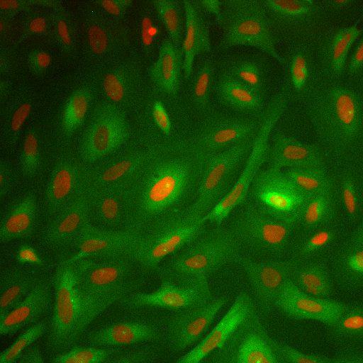  NCBI Organism:Homo sapiens; Cell Components:nucleus, ; Biological process:cellular localization