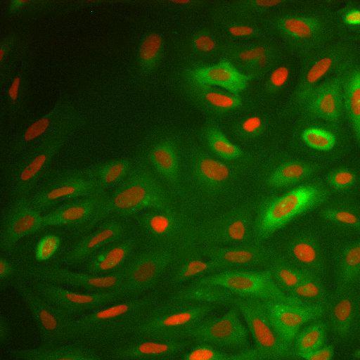  NCBI Organism:Homo sapiens; Cell Components:nucleus, ; Biological process:cellular localization