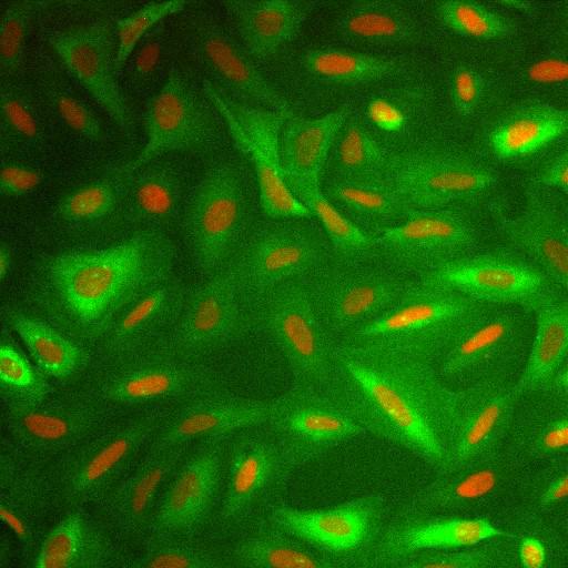  NCBI Organism:Homo sapiens; Cell Components:nucleus, ; Biological process:cellular localization