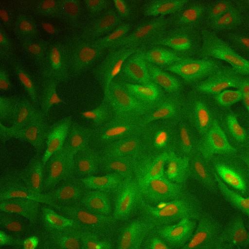  NCBI Organism:Homo sapiens; Cell Components:nucleus, ; Biological process:cellular localization