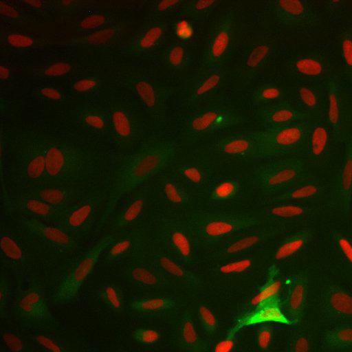  NCBI Organism:Homo sapiens; Cell Components:nucleus, ; Biological process:cellular localization