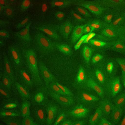  NCBI Organism:Homo sapiens; Cell Components:nucleus, ; Biological process:cellular localization