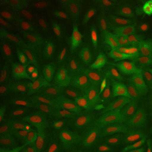  NCBI Organism:Homo sapiens; Cell Components:nucleus, ; Biological process:cellular localization