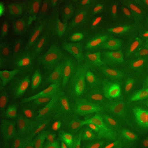  NCBI Organism:Homo sapiens; Cell Components:nucleus, ; Biological process:cellular localization