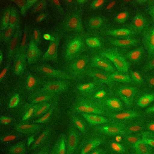  NCBI Organism:Homo sapiens; Cell Components:nucleus, ; Biological process:cellular localization