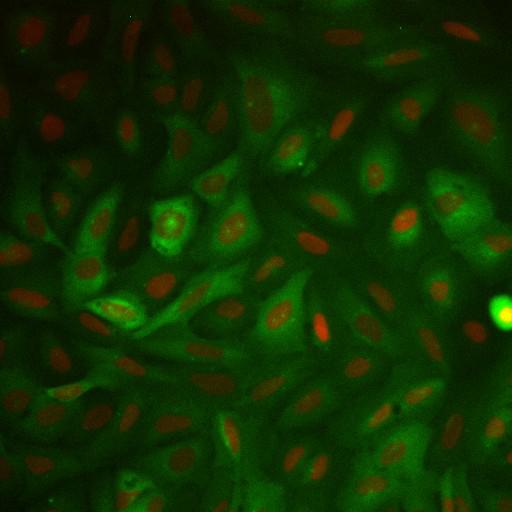  NCBI Organism:Homo sapiens; Cell Components:nucleus, ; Biological process:cellular localization