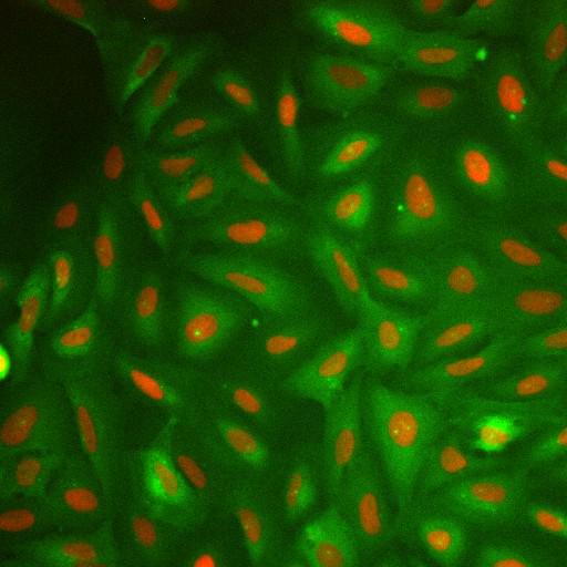  NCBI Organism:Homo sapiens; Cell Components:nucleus, ; Biological process:cellular localization