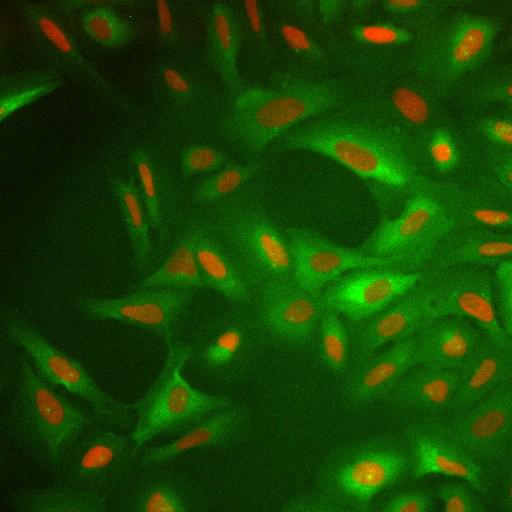  NCBI Organism:Homo sapiens; Cell Components:nucleus, ; Biological process:cellular localization