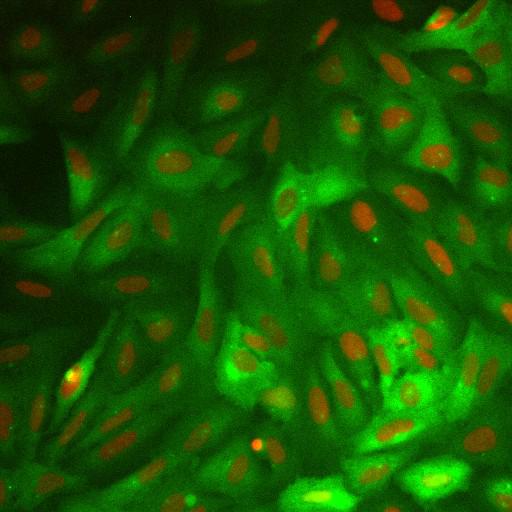  NCBI Organism:Homo sapiens; Cell Components:nucleus, ; Biological process:cellular localization