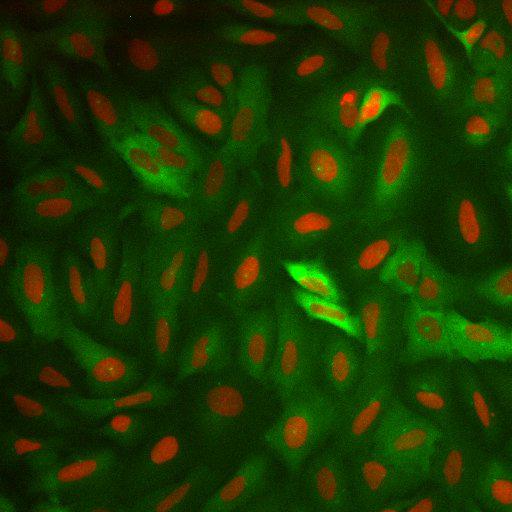  NCBI Organism:Homo sapiens; Cell Components:nucleus, ; Biological process:cellular localization