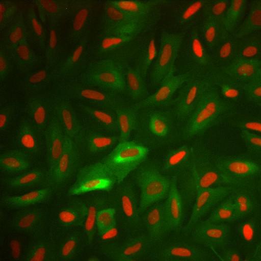  NCBI Organism:Homo sapiens; Cell Components:nucleus, ; Biological process:cellular localization