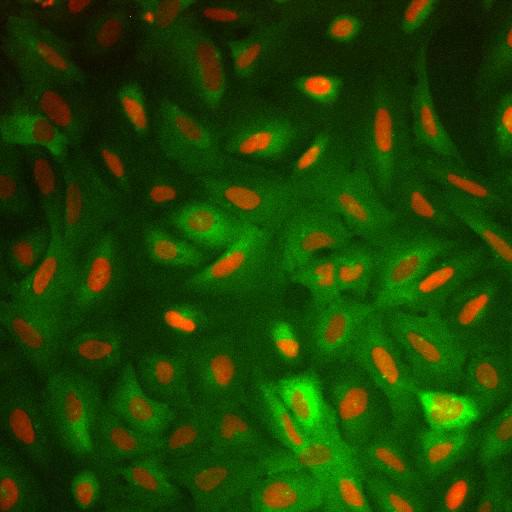  NCBI Organism:Homo sapiens; Cell Components:nucleus, ; Biological process:cellular localization