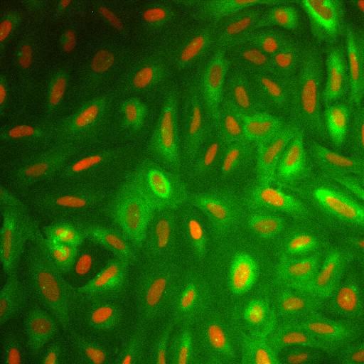  NCBI Organism:Homo sapiens; Cell Components:nucleus, ; Biological process:cellular localization