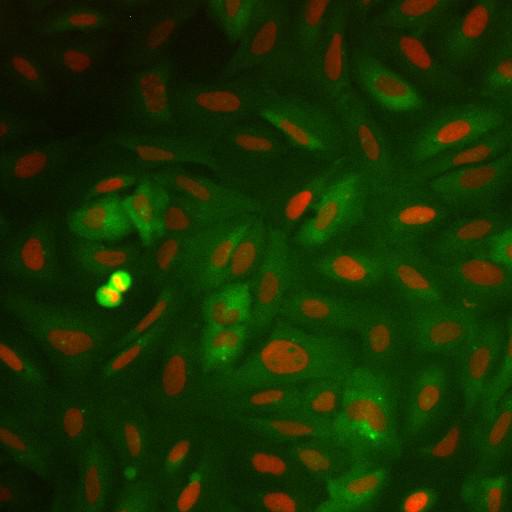  NCBI Organism:Homo sapiens; Cell Components:nucleus, ; Biological process:cellular localization