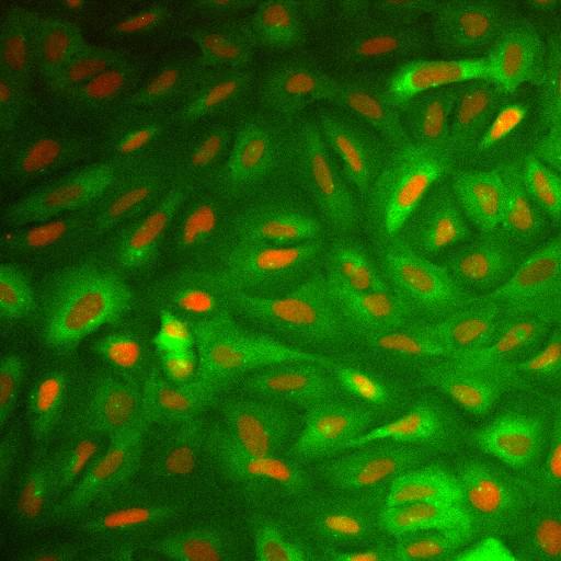  NCBI Organism:Homo sapiens; Cell Components:nucleus, ; Biological process:cellular localization