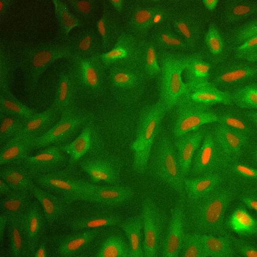  NCBI Organism:Homo sapiens; Cell Components:nucleus, ; Biological process:cellular localization