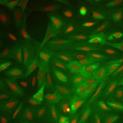  NCBI Organism:Homo sapiens; Cell Components:nucleus, ; Biological process:cellular localization