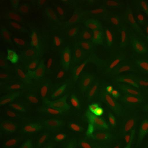  NCBI Organism:Homo sapiens; Cell Components:nucleus, ; Biological process:cellular localization