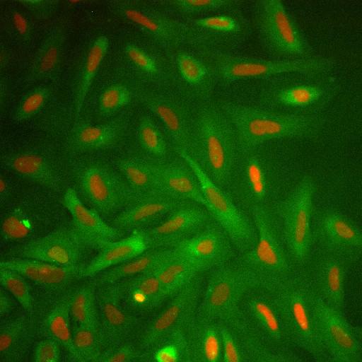  NCBI Organism:Homo sapiens; Cell Components:nucleus, ; Biological process:cellular localization