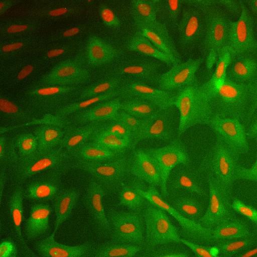  NCBI Organism:Homo sapiens; Cell Components:nucleus, ; Biological process:cellular localization