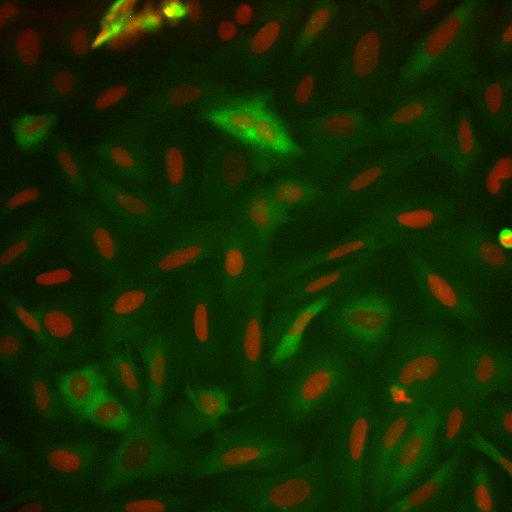  NCBI Organism:Homo sapiens; Cell Components:nucleus, ; Biological process:cellular localization