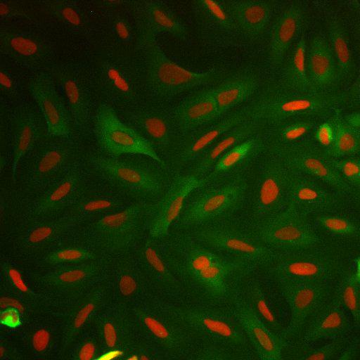  NCBI Organism:Homo sapiens; Cell Components:nucleus, ; Biological process:cellular localization