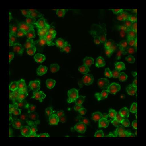  NCBI Organism:Drosophila melanogaster; Cell Types:epithelial cell Cell Components:nucleus, actin filament; Biological process:cellular localization