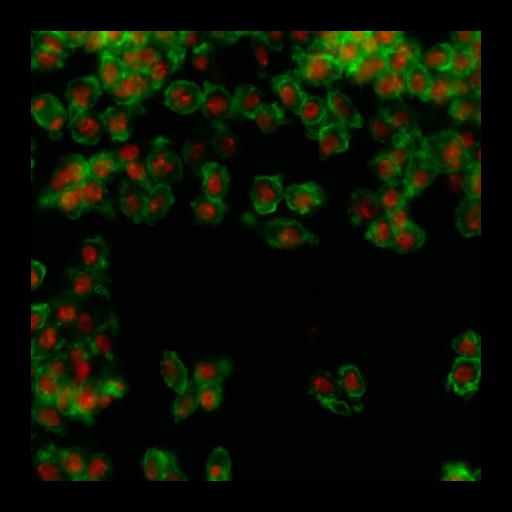  NCBI Organism:Drosophila melanogaster; Cell Types:epithelial cell Cell Components:nucleus, actin filament; Biological process:cellular localization