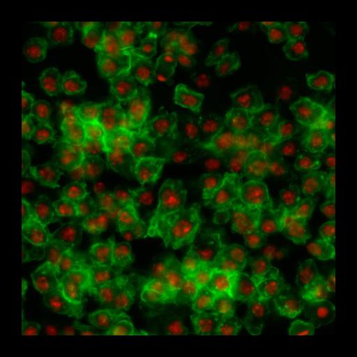  NCBI Organism:Drosophila melanogaster; Cell Types:epithelial cell Cell Components:nucleus, actin filament; Biological process:cellular localization