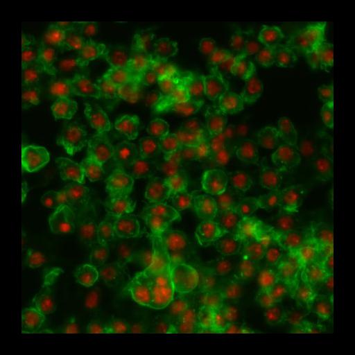  NCBI Organism:Drosophila melanogaster; Cell Types:epithelial cell Cell Components:nucleus, actin filament; Biological process:cellular localization