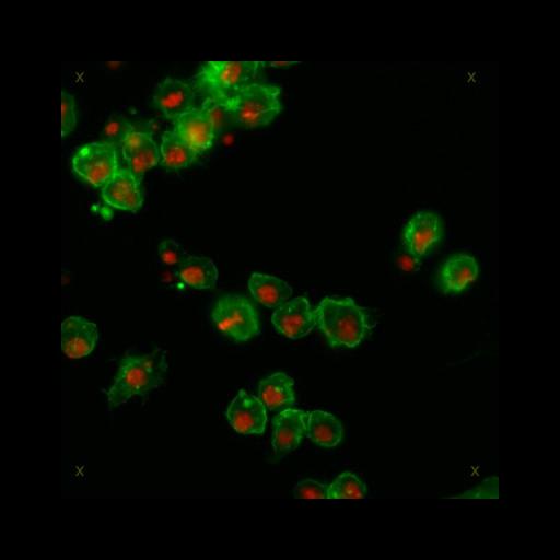  NCBI Organism:Drosophila melanogaster; Cell Types:epithelial cell Cell Components:nucleus, actin filament; Biological process:cellular localization